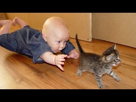 Cats and Babies Playing Together.