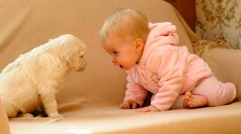 When Dogs and Babies Collide This Happens